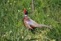 IMG_4782 Pheasant